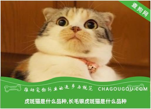 虎斑猫是什么品种,长毛银虎斑猫是什么品种