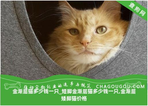 金渐层猫多少钱一只_短脚金渐层猫多少钱一只,金渐层矮脚猫价格