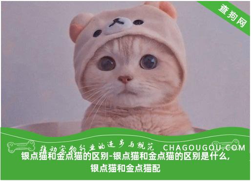 银点猫和金点猫的区别-银点猫和金点猫的区别是什么,银点猫和金点猫配