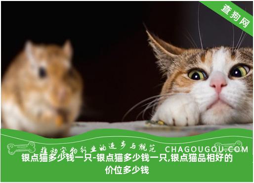 银点猫多少钱一只-银点猫多少钱一只,银点猫品相好的价位多少钱