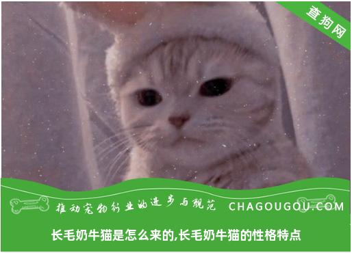 长毛奶牛猫是怎么来的,长毛奶牛猫的性格特点