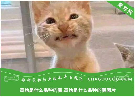 高地是什么品种的猫,高地是什么品种的猫图片