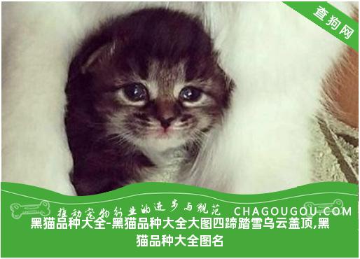 黑猫品种大全-黑猫品种大全大图四蹄踏雪乌云盖顶,黑猫品种大全图名