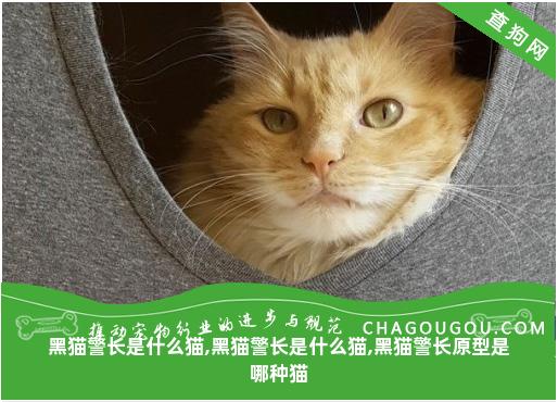 黑猫警长是什么猫,黑猫警长是什么猫,黑猫警长原型是哪种猫