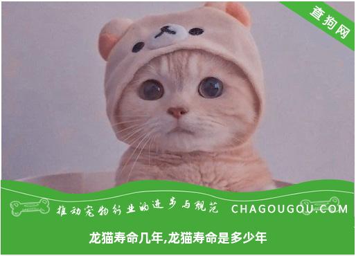 龙猫寿命几年,龙猫寿命是多少年