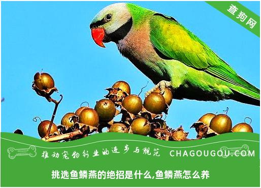 挑选鱼鳞燕的绝招是什么,鱼鳞燕怎么养