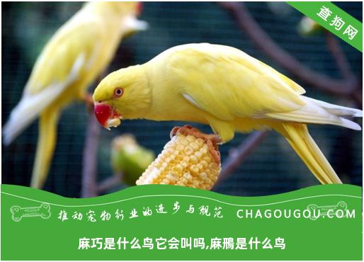 麻巧是什么鸟它会叫吗,麻鳽是什么鸟