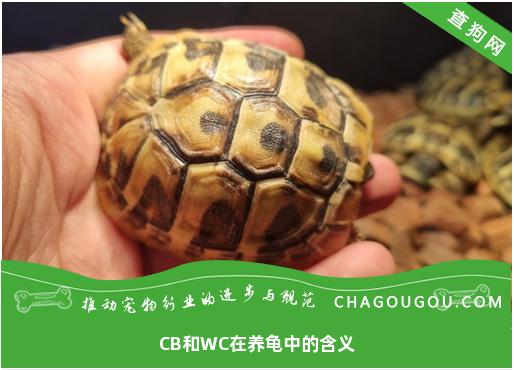 CB和WC在养龟中的含义