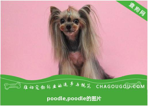 poodle,poodle的图片