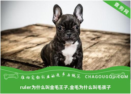 ruler为什么叫金毛王子,金毛为什么叫毛孩子