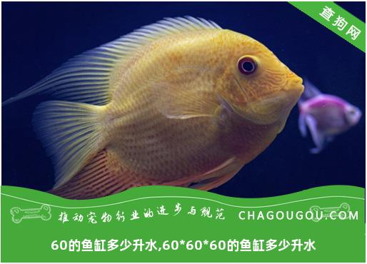 60的鱼缸多少升水,60*60*60的鱼缸多少升水