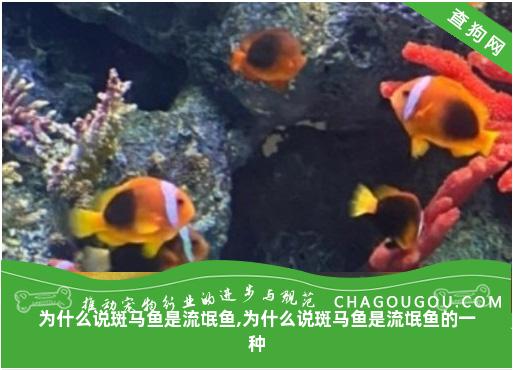 为什么说斑马鱼是流氓鱼,为什么说斑马鱼是流氓鱼的一种