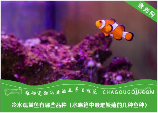 冷水观赏鱼有哪些品种（水族箱中最难繁殖的几种鱼种）