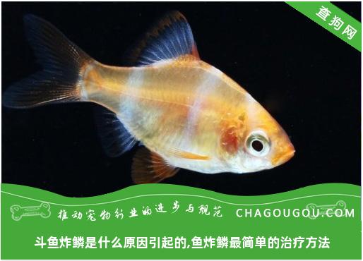 斗鱼炸鳞是什么原因引起的,鱼炸鳞最简单的治疗方法