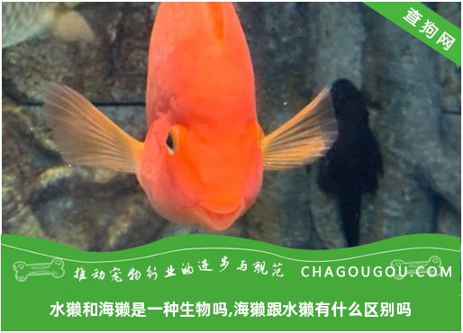 水獭和海獭是一种生物吗,海獭跟水獭有什么区别吗