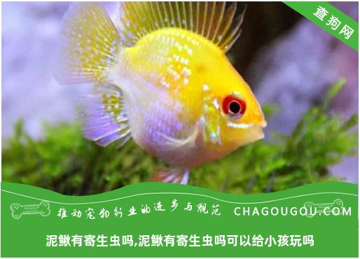 泥鳅有寄生虫吗,泥鳅有寄生虫吗可以给小孩玩吗