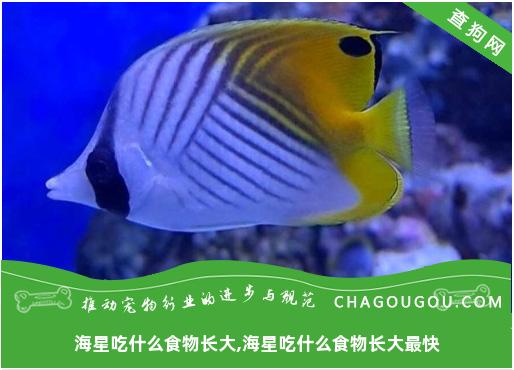 海星吃什么食物长大,海星吃什么食物长大最快