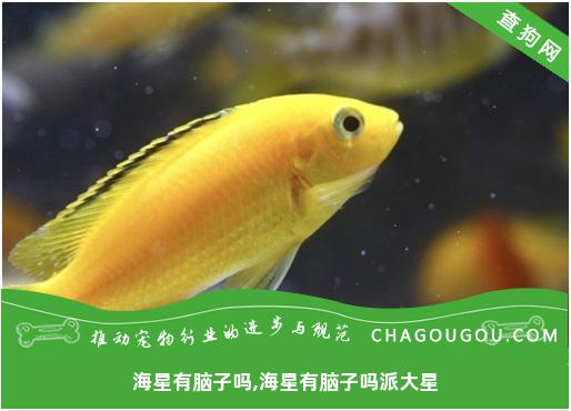 海星有脑子吗,海星有脑子吗派大星