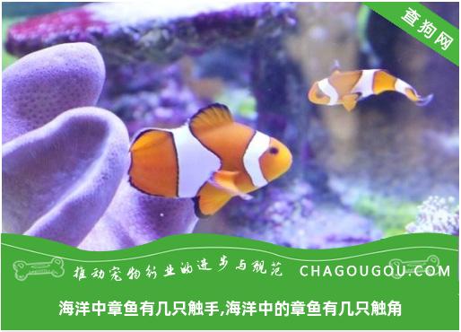 海洋中章鱼有几只触手,海洋中的章鱼有几只触角