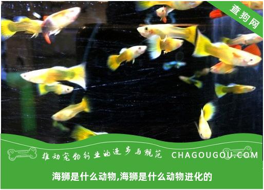 海狮是什么动物,海狮是什么动物进化的