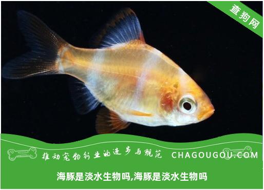 海豚是淡水生物吗,海豚是淡水生物吗