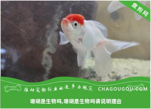 珊瑚是生物吗,珊瑚是生物吗请说明理由