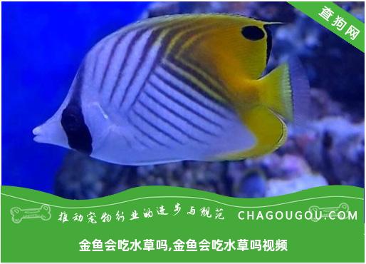 金鱼会吃水草吗,金鱼会吃水草吗视频