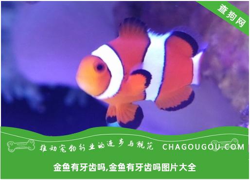 金鱼有牙齿吗,金鱼有牙齿吗图片大全