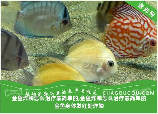 金鱼炸鳞怎么治疗最简单的,金鱼炸鳞怎么治疗最简单的金鱼身体发红处炸鳞