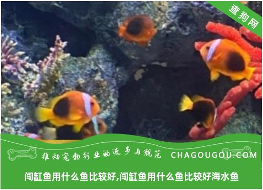 闯缸鱼用什么鱼比较好,闯缸鱼用什么鱼比较好海水鱼