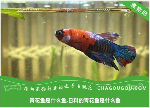 青花鱼是什么鱼,日料的青花鱼是什么鱼