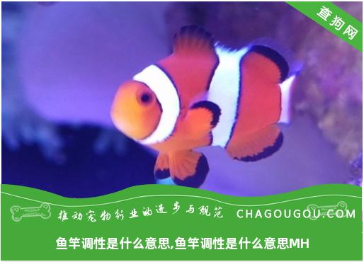 鱼竿调性是什么意思,鱼竿调性是什么意思MH