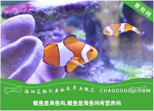 鲅鱼是海鱼吗,鲅鱼是海鱼吗有营养吗