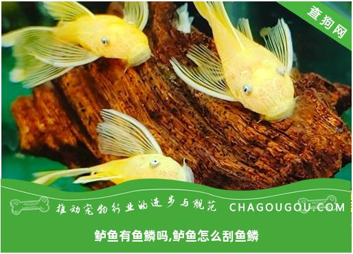 鲈鱼有鱼鳞吗,鲈鱼怎么刮鱼鳞