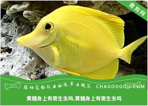 黄鳝身上有寄生虫吗,黄鳝身上有寄生虫吗