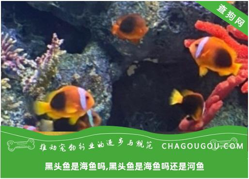 黑头鱼是海鱼吗,黑头鱼是海鱼吗还是河鱼