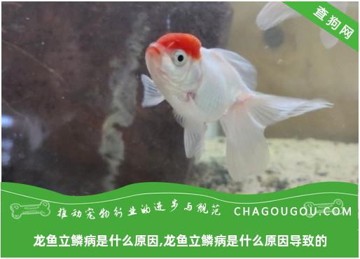 龙鱼立鳞病是什么原因,龙鱼立鳞病是什么原因导致的