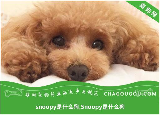 snoopy是什么狗,Snoopy是什么狗