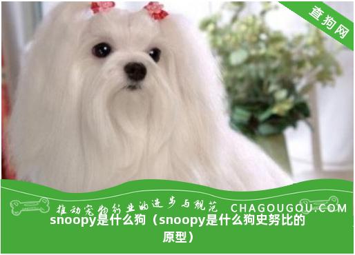 snoopy是什么狗（snoopy是什么狗史努比的原型）