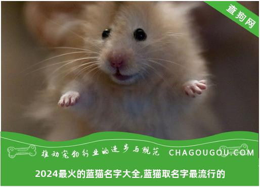 2024最火的蓝猫名字大全,蓝猫取名字最流行的