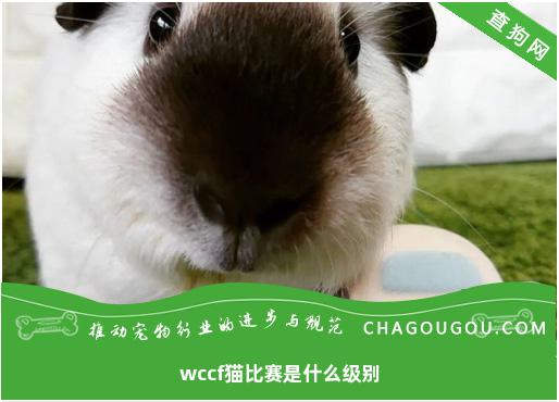 wccf猫比赛是什么级别