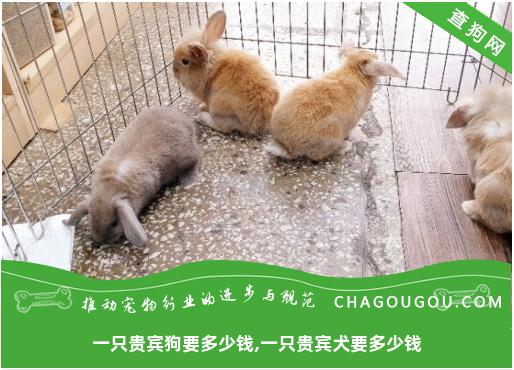 一只贵宾狗要多少钱,一只贵宾犬要多少钱