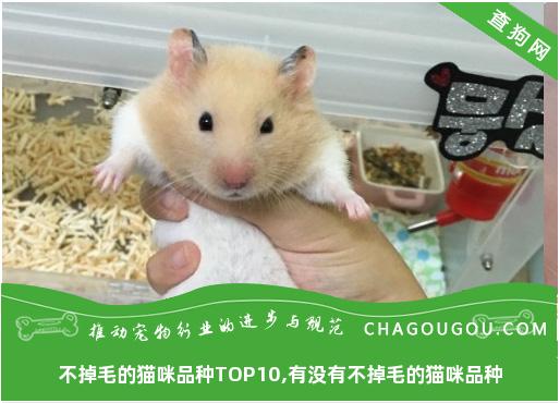 不掉毛的猫咪品种TOP10,有没有不掉毛的猫咪品种