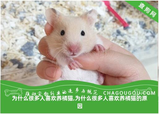 为什么很多人喜欢养橘猫,为什么很多人喜欢养橘猫的原因