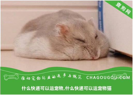 什么快递可以运宠物,什么快递可以运宠物猫