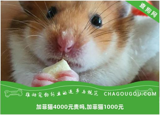 加菲猫4000元贵吗,加菲猫1000元