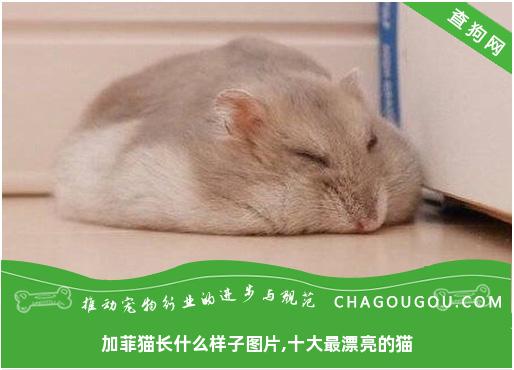 加菲猫长什么样子图片,十大最漂亮的猫