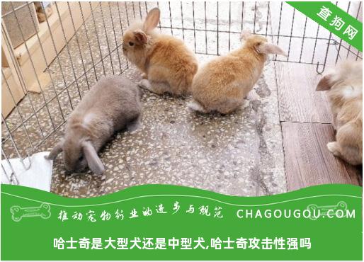 哈士奇是大型犬还是中型犬,哈士奇攻击性强吗