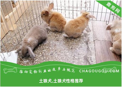 土狼犬,土狼犬性格推荐