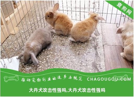 大丹犬攻击性强吗,大丹犬攻击性强吗